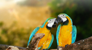 Exotic honeymoon escapes vacations