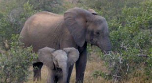Elephant conservation vacations