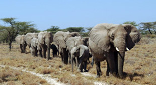 Small group wildlife vacations