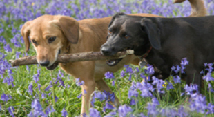 Dog friendly accommodation