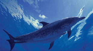 Dolphin watching vacations