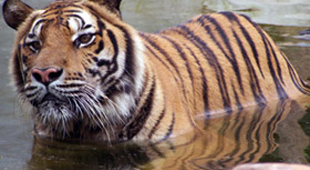 Tiger safaris vacations
