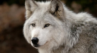 Wolf tracking vacations