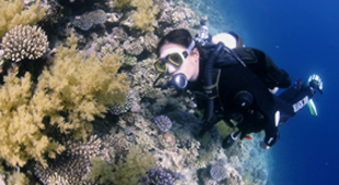 Diving in the Red Sea vacations