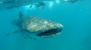 Shark diving vacations