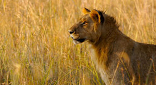 Small group safari vacations