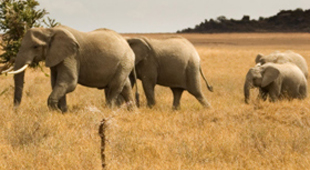 Family safari vacations