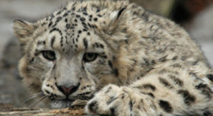 Snow leopard tracking vacations