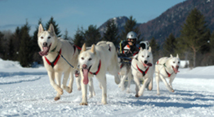 Dog sledding vacations