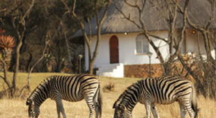 Safari bush camps & lodges vacations