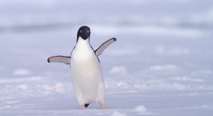 Wildlife vacations with special offers vacations