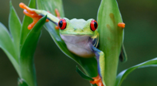 Rainforest vacations