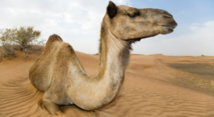 Northern Africa overland vacations