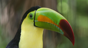 Wildlife day tours vacations
