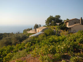 The villas and the south side of the vineyard
