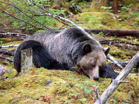 Grizzly bear watching vacation in British Columbia