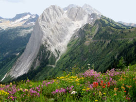 Grizzly bear watching vacation in British Columbia