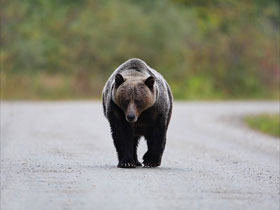 Grizzly bear watching vacation in British Columbia