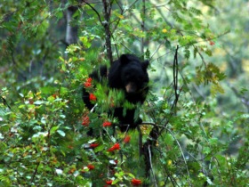Bear watching vacation in British Columbia