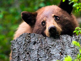 Bear watching vacation in British Columbia