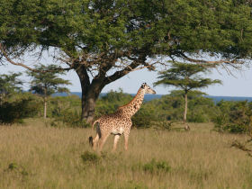 Tanzania wildlife tracking vacation