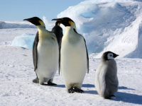 Penguins in Antarctica