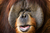 Wildlife