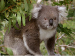 Great Ocean Road travel guide