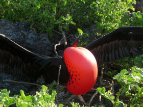 Galapagos cruise options, tailor made