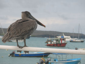 Galapagos cruise options, tailor made