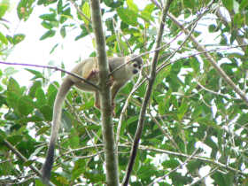 Chalalan Ecolodge in Madidi National Park