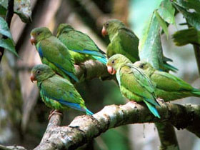 Ecuador ecolodge, Napo Wildlife Center