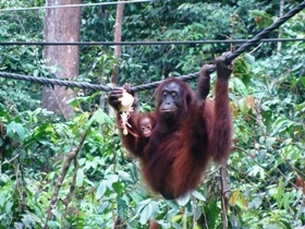 Borneo tailor made tour on a shoestring