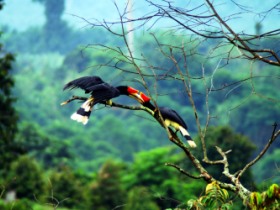 Borneo family vacation, tailor made