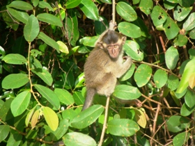 Borneo family vacation, tailor made