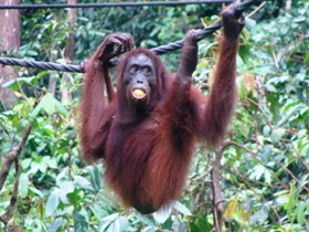 Borneo family vacation, tailor made