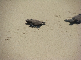 Borneo family vacation, tailor made