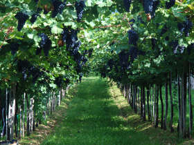 Tuscany wine tour in Italy