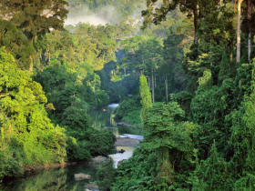 Northern Borneo wildlife tour