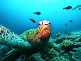 Northern Borneo wildlife tour