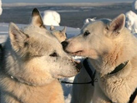 Northern lights family vacation, tailor made