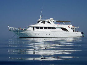 Swim with dolphins in Egypt
