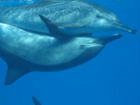 Swim with dolphins in Egypt