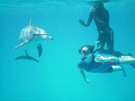Swim with dolphins in Egypt