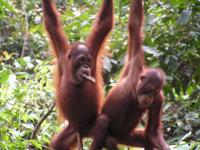 Borneo jungle volunteering project