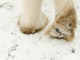 Churchill polar bear tour in Canada