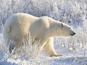 Churchill polar bear tour in Canada