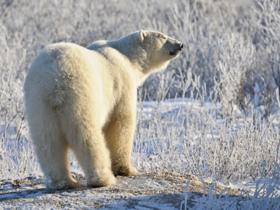 Churchill polar bear tour in Canada