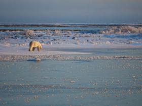 Churchill polar bear tour in Canada