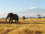 Africa reviews